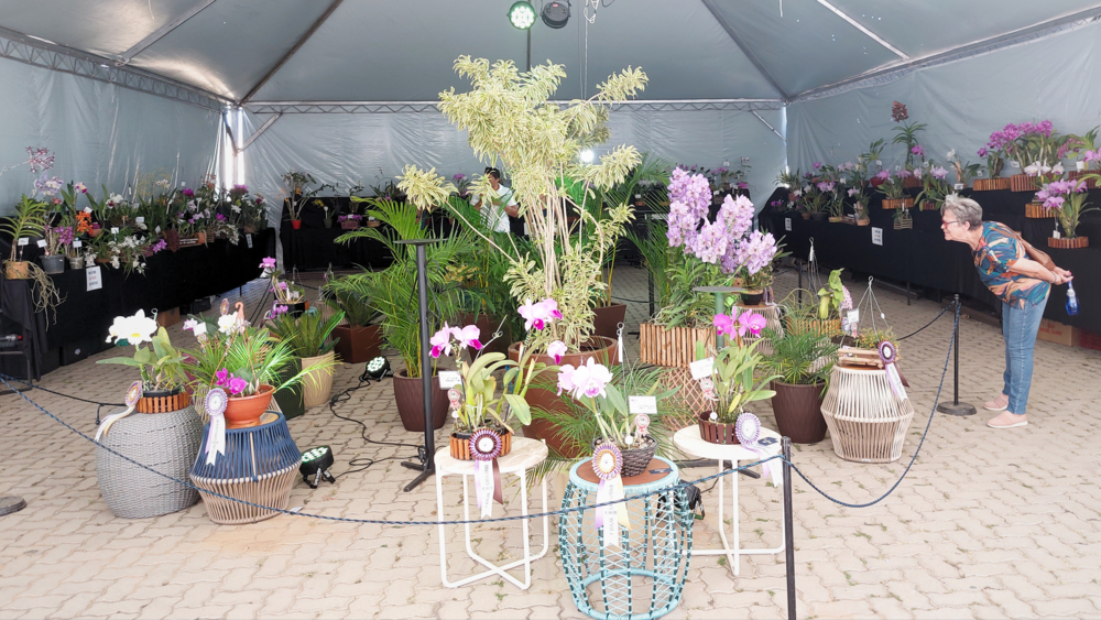 Orquidário de Santos promove oficina e exposição de roupas de